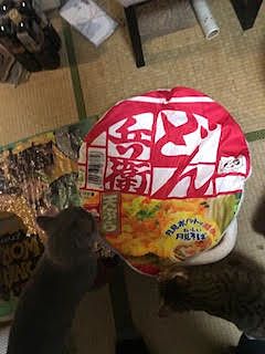 猫のカップ麺